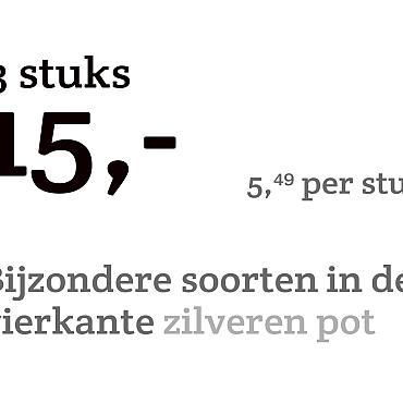 prijskaart 2022 Nederlands - <strong>Bijzondere soorten 5,49 per stuk - 3 stuks 15,-</strong>