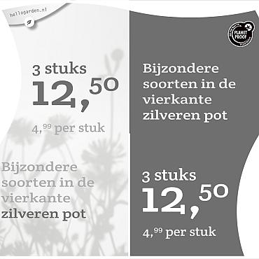 prijsmolen 2022 Nederlands  - Bijzondere soorten 4,99 per stuk - 3 stuks 12,50