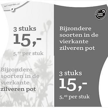 prijsmolen 2022 Nederlands  - <strong>Bijzondere soorten 5,49 per stuk - 3 stuks 15,-</strong>