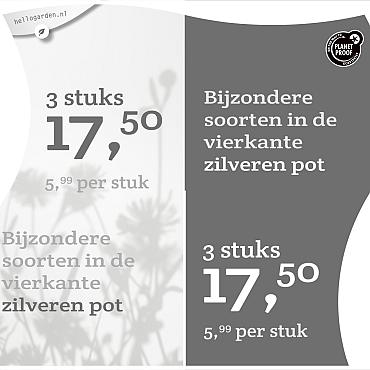 prijsmolen 2022 Nederlands  - Bijzondere soorten 5,99 per stuk - 3 stuks 17,50