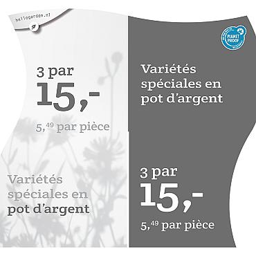 prijsmolen 2022 Frans  - Variétés spéciales en pot d’argent 5,49 par pièce - € 15,- par 3