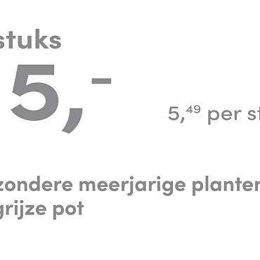 prijskaart 2025 Nederlands - grijze pot 5,49 per stuk - 3 stuks 15,-