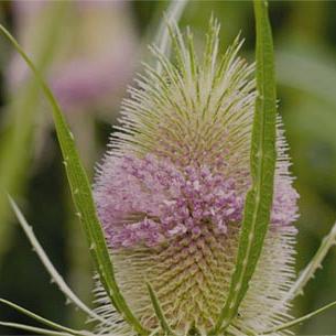 displaybord 2025 Nederlands - wild en inheems