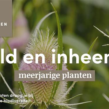 displaybord 2025 Nederlands - wild en inheems