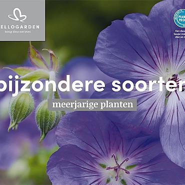 displaybord 2025 Nederlands - bijzondere soorten