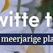 tafelbanner 2025 Nederlands - witte tuin