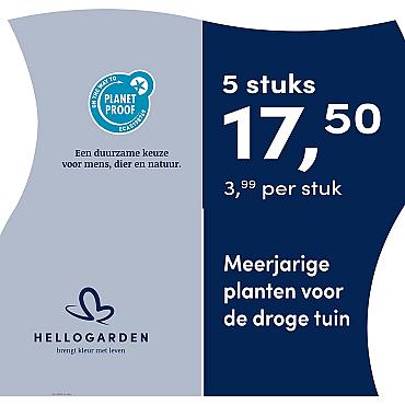 prijsmolen 2025 Nederlands - blauwe pot 3,99 per stuk - 5 stuks 17,50