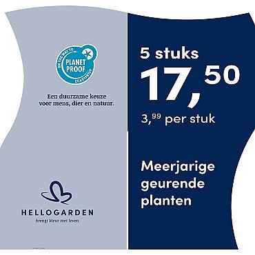 prijsmolen 2025 Nederlands - blauwe pot 3,99 per stuk - 5 stuks 17,50