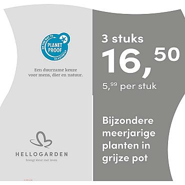 prijsmolen 2025 Nederlands - grijze pot 5,99 per stuk - 3 stuks 16,50