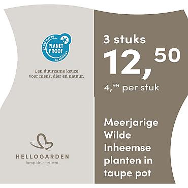 prijsmolen 2025 Nederlands - taupe pot 4,99 per stuk - 3 stuks 12,50