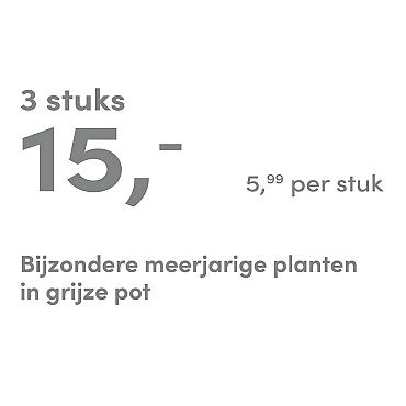 prijskaart 2025 Nederlands - grijze pot 5,99 per stuk - 3 stuks 15,-