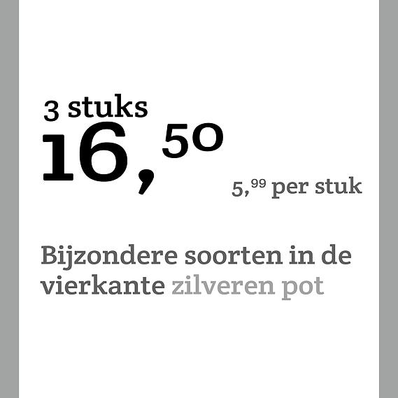 prijskaart 2022 Nederlands - <strong>Bijzondere soorten 5,49 per stuk - 3 stuks 15,-</strong>