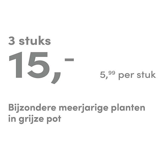 prijskaart 2025 Nederlands - grijze pot 5,99 per stuk - 3 stuks 15,-