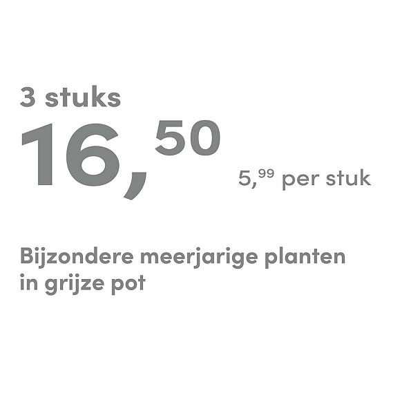 prijskaart 2025 Nederlands - grijze pot 5,99 per stuk - 3 stuks 16,50