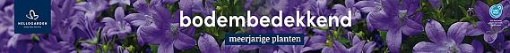 tafelbanner 2025 Nederlands - <strong>bodembedekkend</strong>