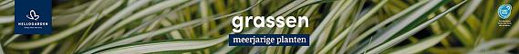 tafelbanner 2025 Nederlands - <strong>grassen</strong>