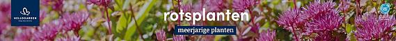 tafelbanner 2025 Nederlands - <strong>rotsplanten</strong>