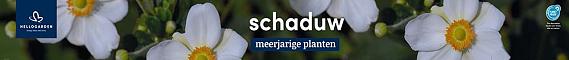 tafelbanner 2025 Nederlands - <strong>schaduw</strong>