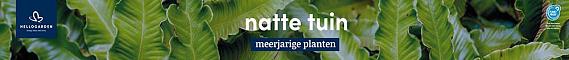 tafelbanner 2025 Nederlands - natte tuin