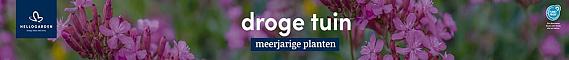 tafelbanner 2025 Nederlands - droge tuin