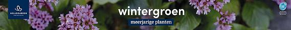 tafelbanner 2025 Nederlands - wintergroen