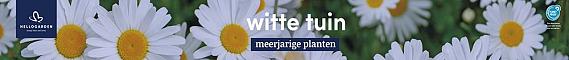 tafelbanner 2025 Nederlands - witte tuin